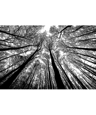 Puzzle-Forest in Black and White-1000 Pieces Creative Black and White Nature Scenery Hard Puzzle Blue Board Jigsaw Puzzle $33...