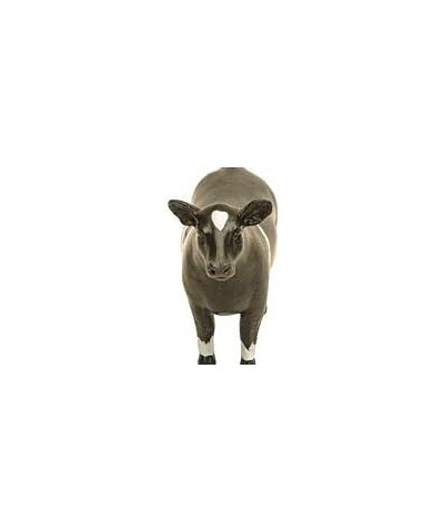 County Fair Livestock Show Toys – Bull Steer Heifer Farm Animal Toys Bundle $81.60 Play Figure Playsets