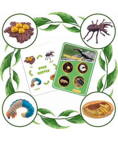 Life Cycle Figures of Bee Stag Beetle Spider Dragonfly Octopus Cicada Science Toys kit Early Education Animal Figures for Kid...