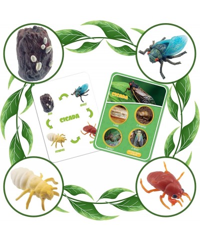 Life Cycle Figures of Bee Stag Beetle Spider Dragonfly Octopus Cicada Science Toys kit Early Education Animal Figures for Kid...