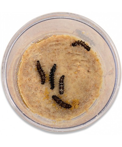 Store 10 Live Caterpillars Shipped Now: Butterfly Kit Refill $44.50 Habitat Science Kits