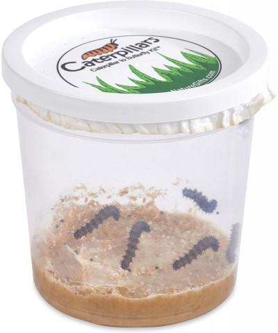 Store 10 Live Caterpillars Shipped Now: Butterfly Kit Refill $44.50 Habitat Science Kits