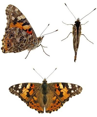 Store 10 Live Caterpillars Shipped Now: Butterfly Kit Refill $44.50 Habitat Science Kits