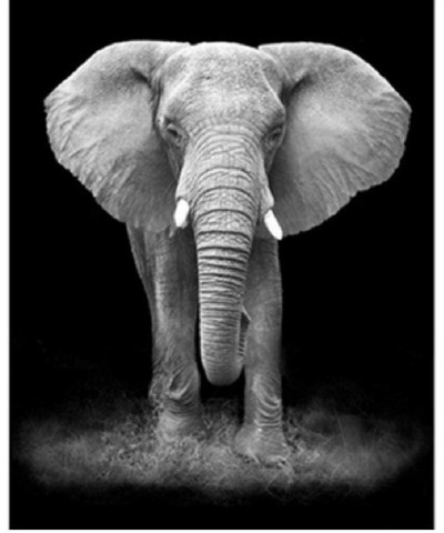 Jigsaw Puzzle 1000 Piece for Adults Puzzle 3D Wooden Classic Puzzle Black and White Elephants Animal DIY Collectibles Modern ...